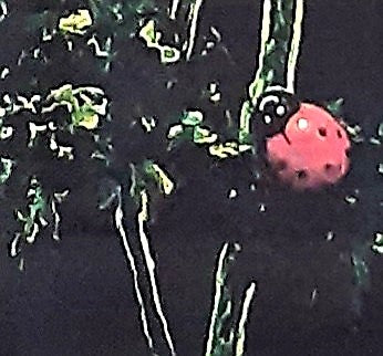 Image of a Ladybird resting on a poppy leaf. Beee Happy tea towel, 100% Cotton.